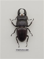 藏品(鍬形蟲科(二))的圖片